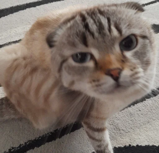 Эмодзи Сэмик кот