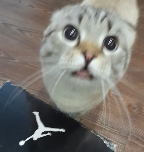 Эмодзи Сэмик кот