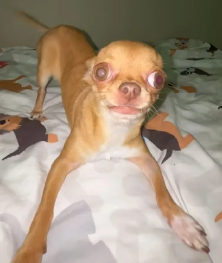 Эмодзи Dogs TT Memes