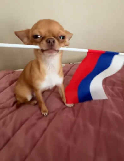 Эмодзи Dogs TT Memes