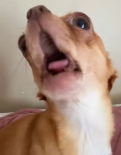 Эмодзи Dogs TT Memes