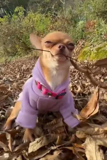 Эмодзи Dogs TT Memes