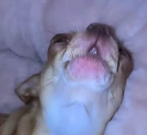 Эмодзи Dogs TT Memes