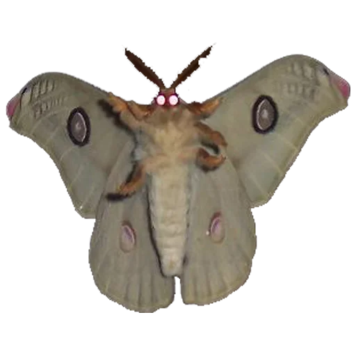 Эмодзи шалаш