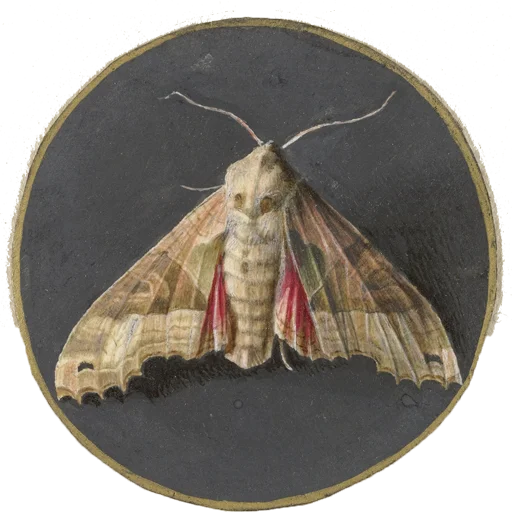 Эмодзи шалаш