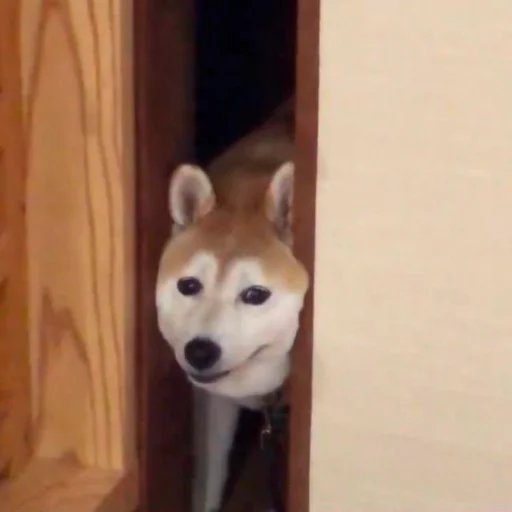Эмодзи Shibes