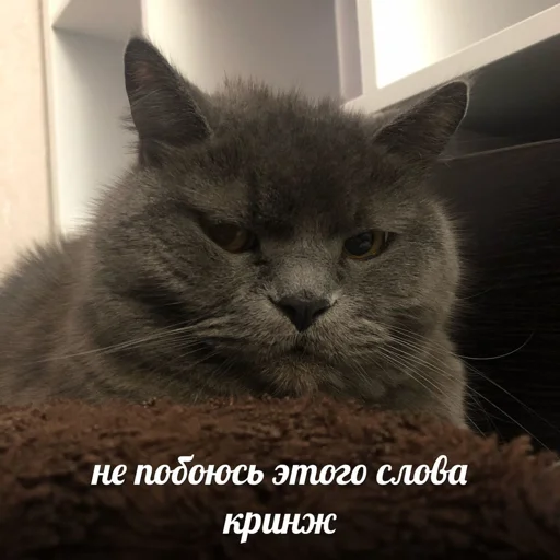 Эмодзи shiziky