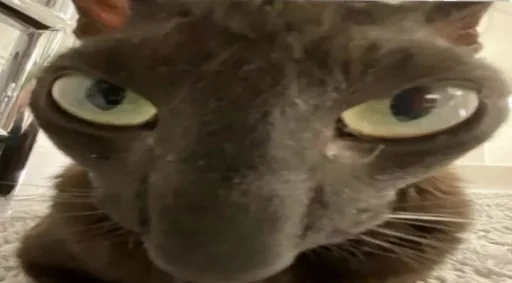 Эмодзи silly kitty