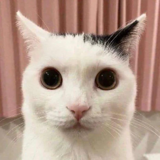 Эмодзи silly kitty