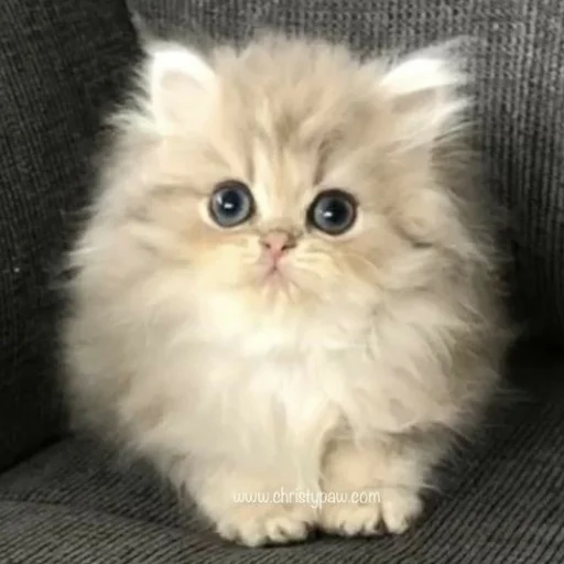 ⭐️