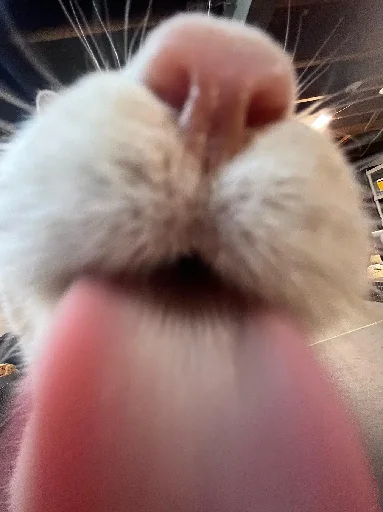 Эмодзи Silly Milly