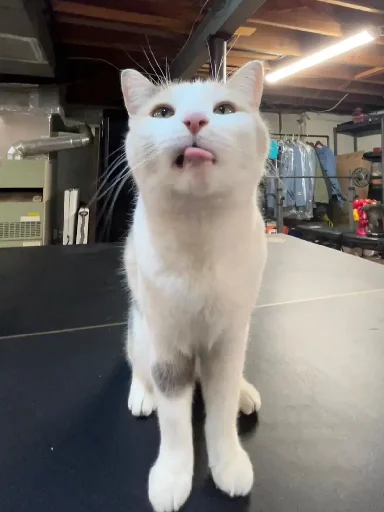 Эмодзи Silly Milly