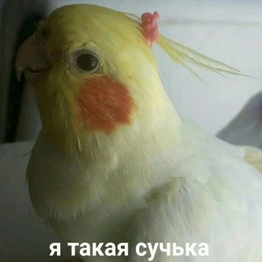 Эмодзи тупые мемы