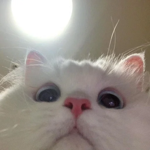 Эмодзи si meo