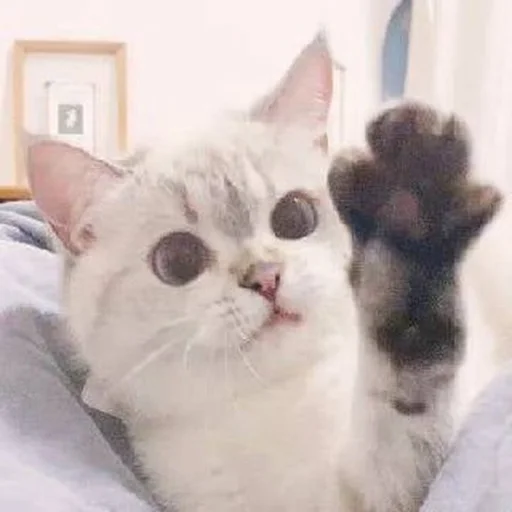 Эмодзи si meo