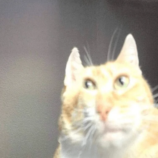 Эмодзи мемные животные