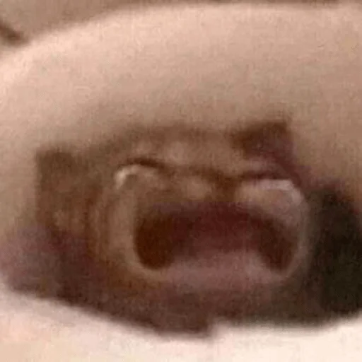 Эмодзи мемные животные