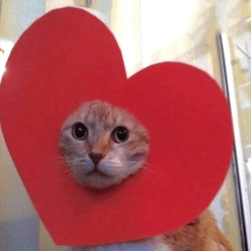 Эмодзи мемные животные