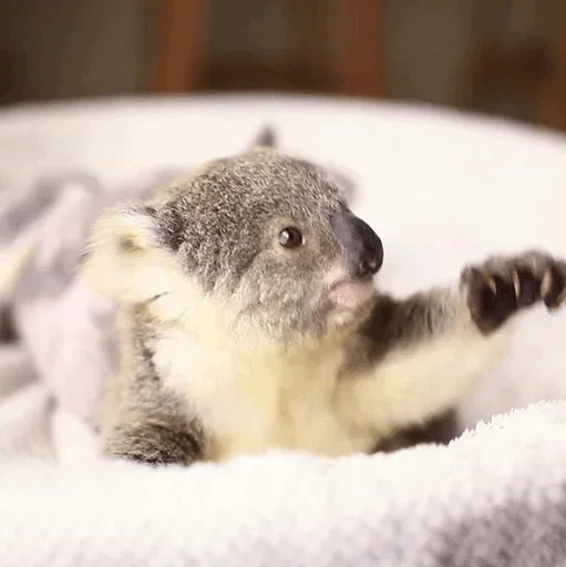 Эмодзи small coala from Perth