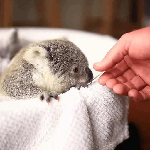 Эмодзи small coala from Perth