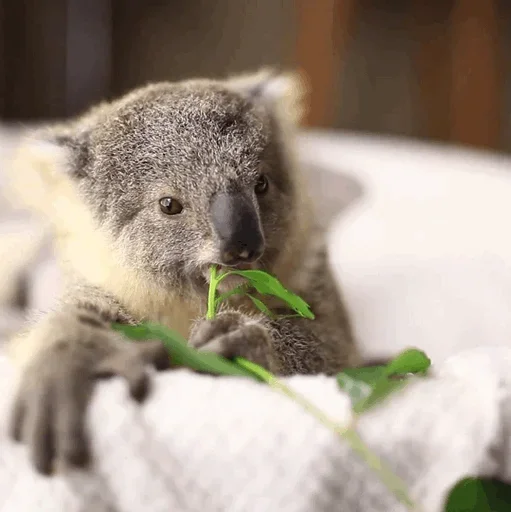 Эмодзи small coala from Perth