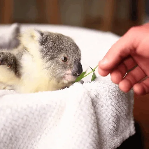 Эмодзи small coala from Perth