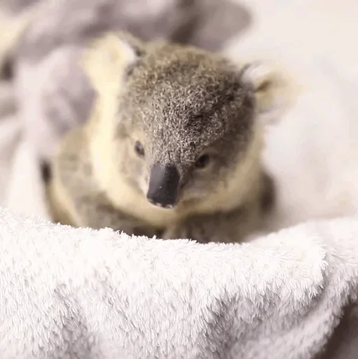 Эмодзи small coala from Perth