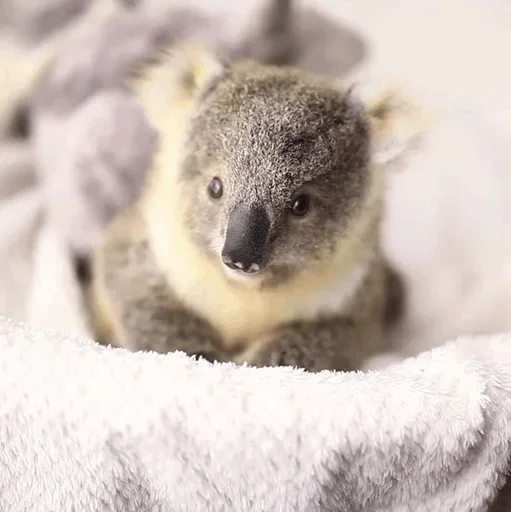 Эмодзи small coala from Perth