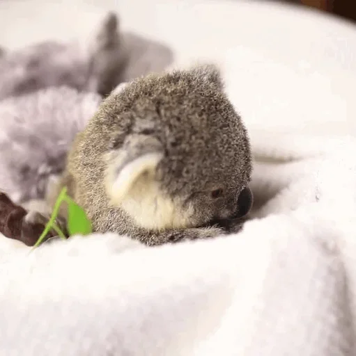 Эмодзи small coala from Perth