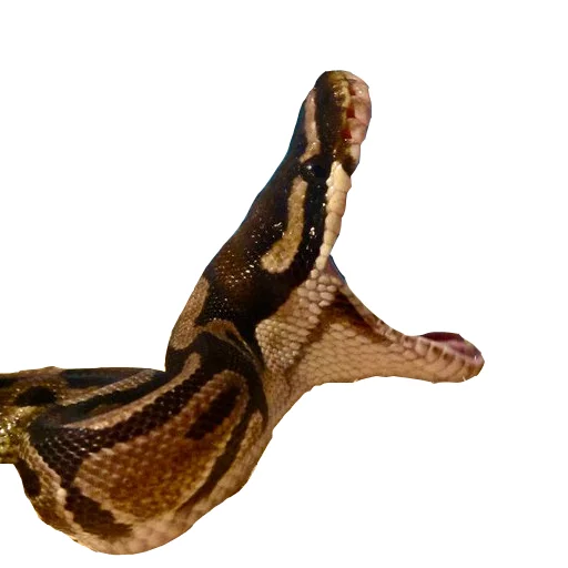 Эмодзи Laughing Sneks