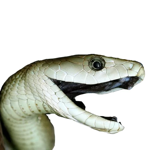 Эмодзи Laughing Sneks