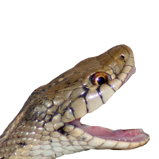 Эмодзи Laughing Sneks