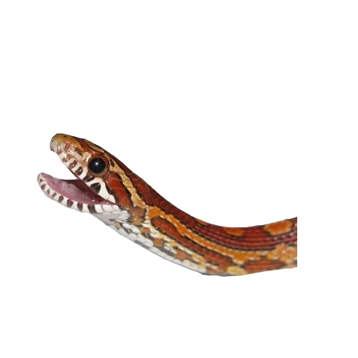 Эмодзи Laughing Sneks