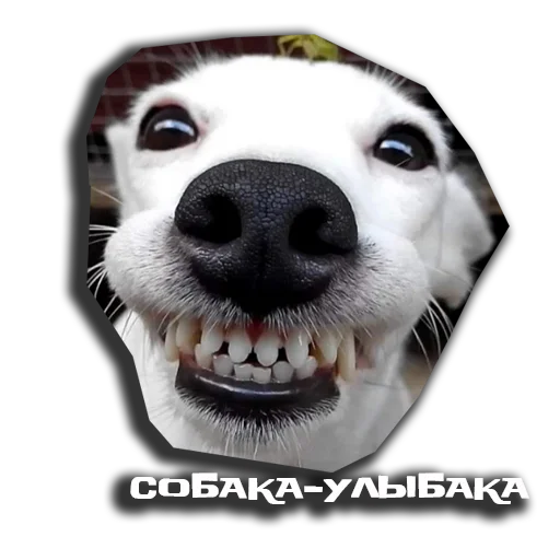 Эмодзи sobaka udivlaka