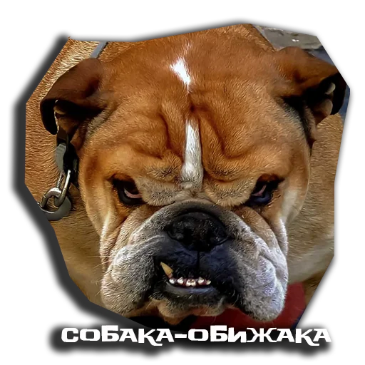Эмодзи sobaka udivlaka