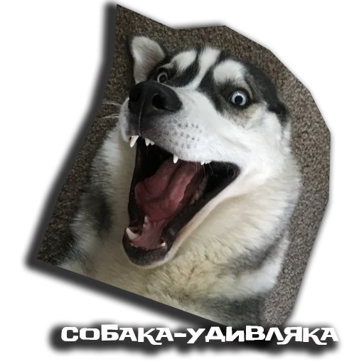 Эмодзи sobaka udivlaka