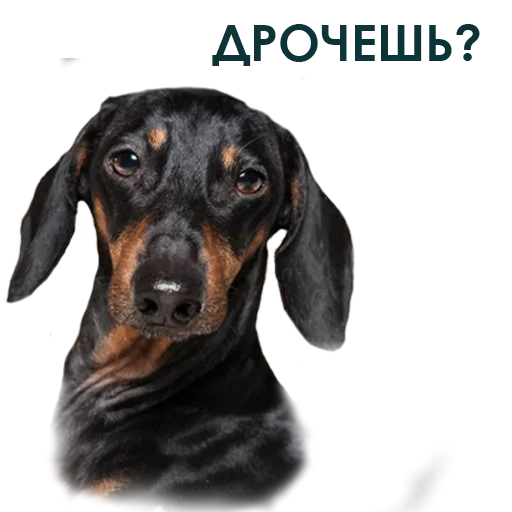 Эмодзи Собака Правдоруб