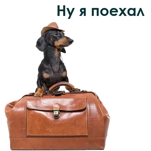 Эмодзи Собака Правдоруб