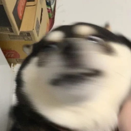 Эмодзи sobakens