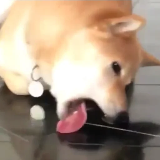 Эмодзи sobakens