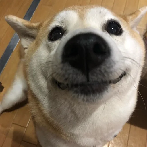 Эмодзи sobakens