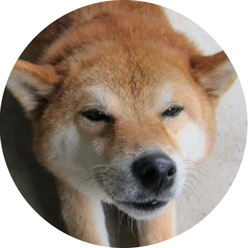 Эмодзи Собаки это Любовь