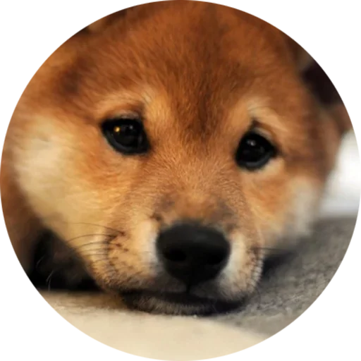 Эмодзи Собаки это Любовь