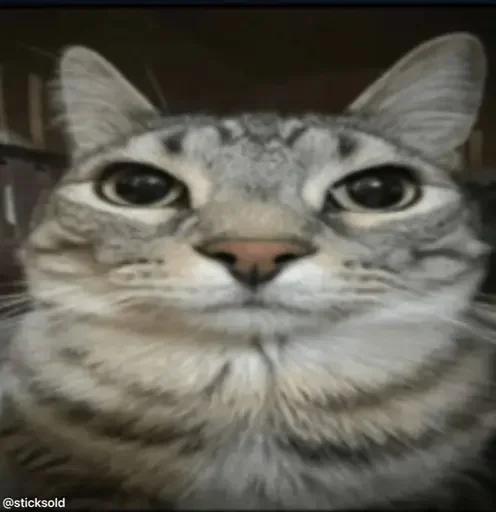 Эмодзи Милые котики