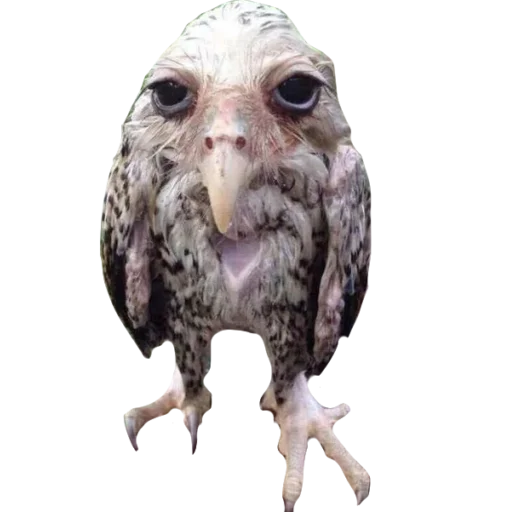 🦉