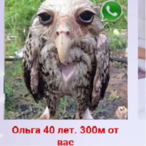 Эмодзи Солевая сова