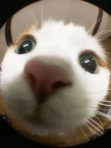 ❓