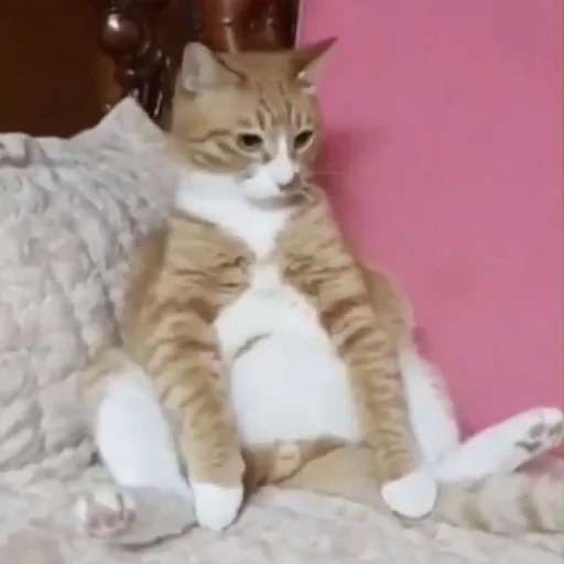 Эмодзи Animals