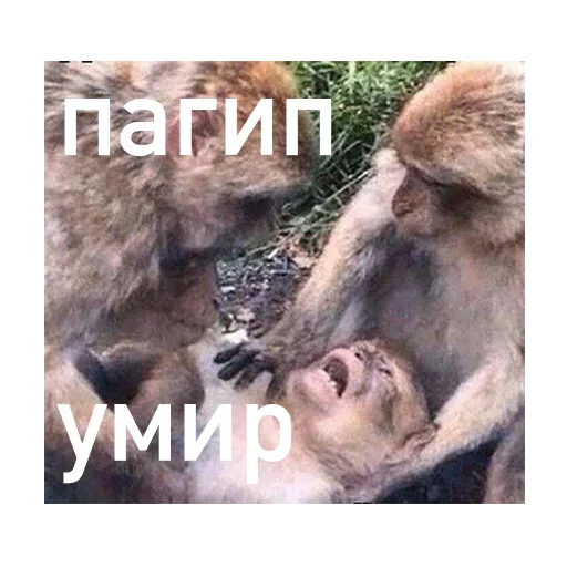 🤬