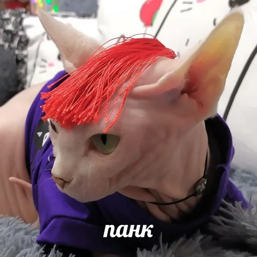 Эмодзи sphynx cat